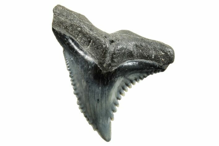 Snaggletooth Shark (Hemipristis) Tooth - South Carolina #270043